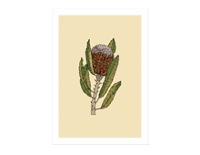 Load image into Gallery viewer, Banksia Flower Print