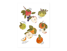 Load image into Gallery viewer, Heirloom Apples Print
