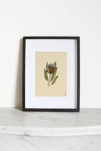 Load image into Gallery viewer, Banksia Flower Print