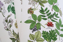 Load image into Gallery viewer, Trees of the UK Print