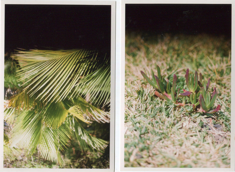 Endless Inspiration: Plants on Film