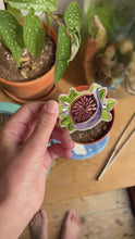 Load and play video in Gallery viewer, Fig Embroidered Iron-on Patch
